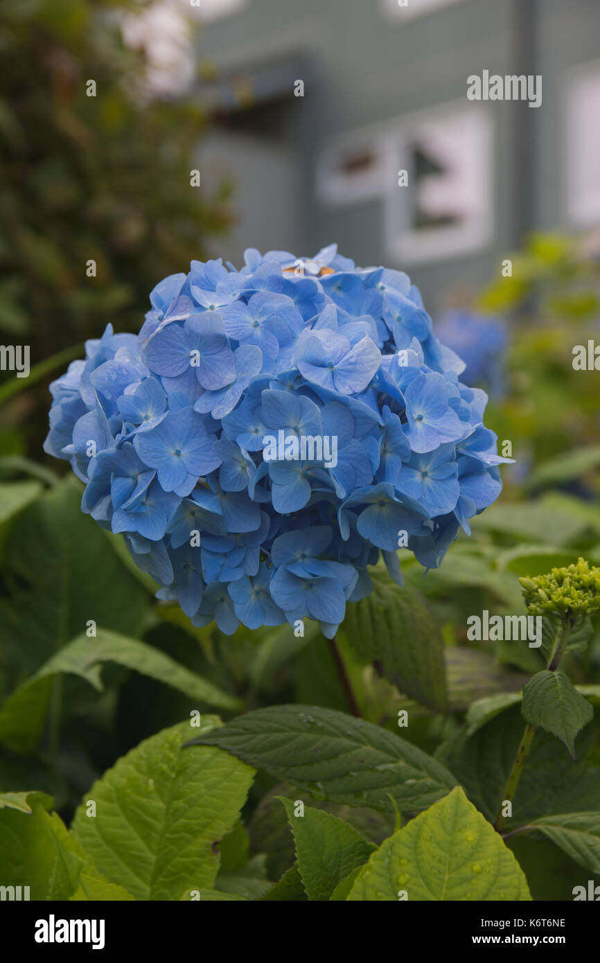 Hydrangea Hydrangea Macrophylla High Resolution Stock Photography and ...