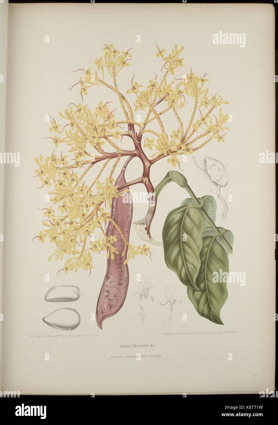 Fleurs, Fruits Et Feuillages Choisis De L'ille De Java Bhl279887 Stock 