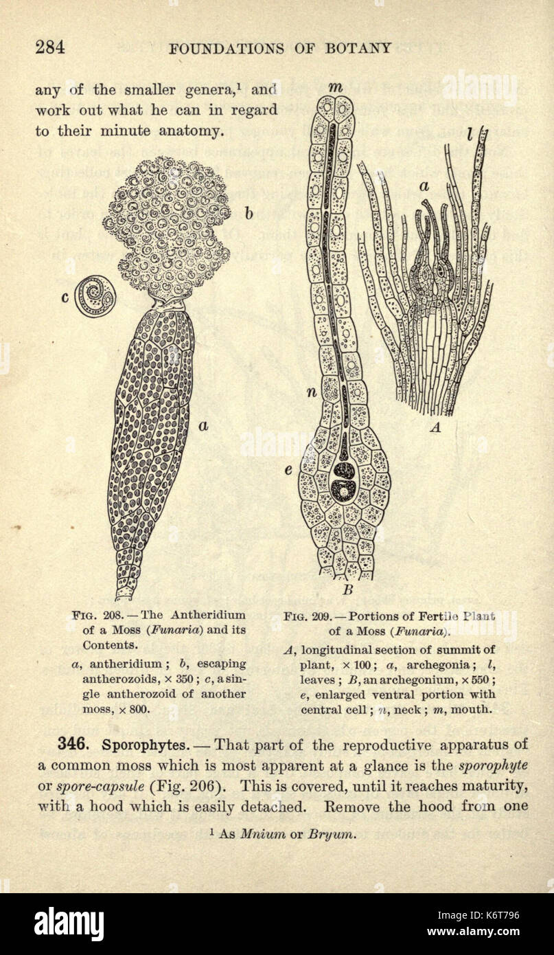 Scientific significance in botany hi-res stock photography and images ...