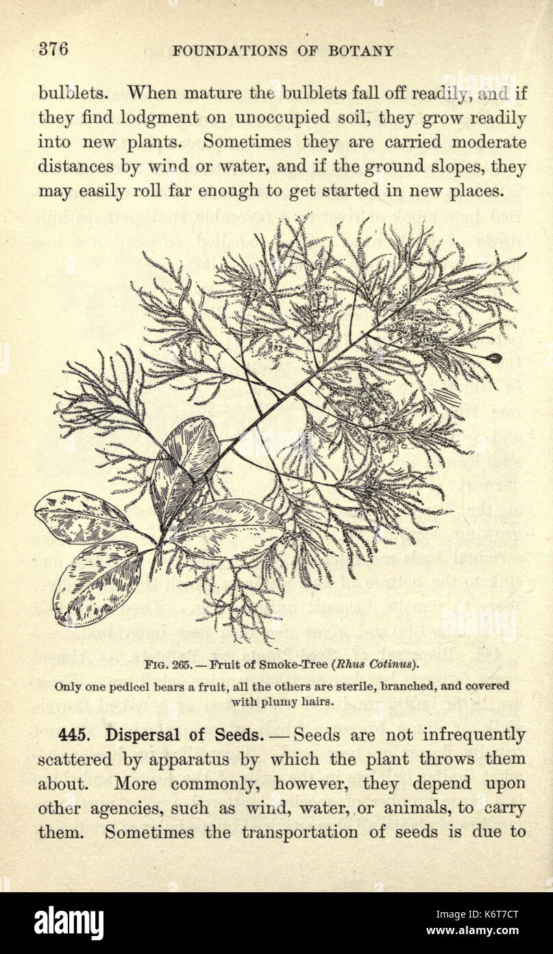 Academic botany teaching reference hi-res stock photography and images ...