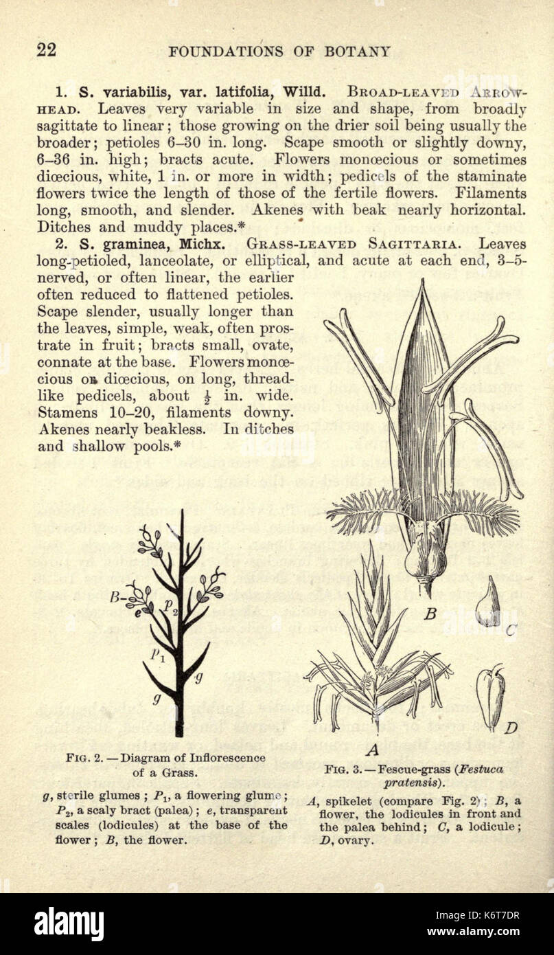 Early botany education hi-res stock photography and images - Alamy