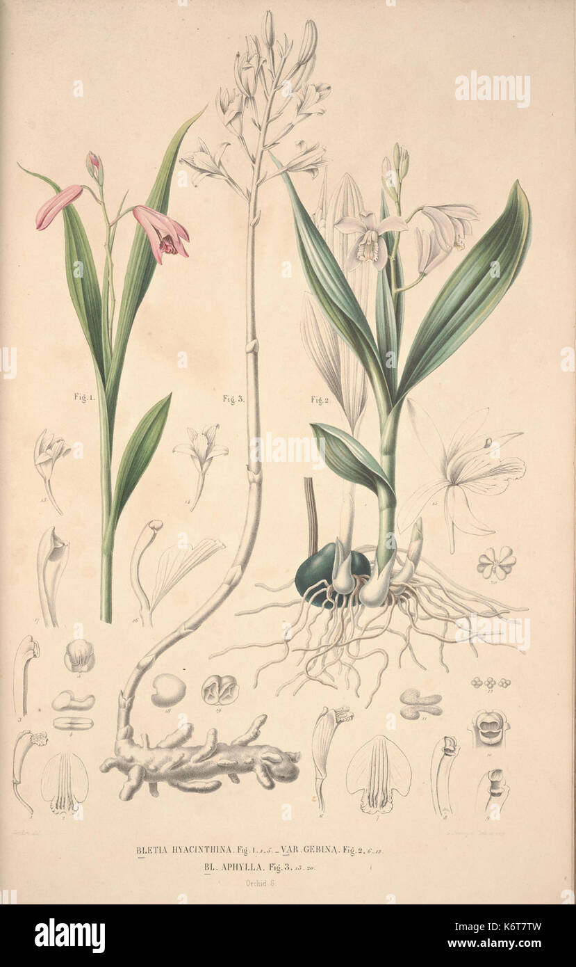 Flora Javae et insularum adjacentium (Orchid 4) BHL35806278 Stock Photo