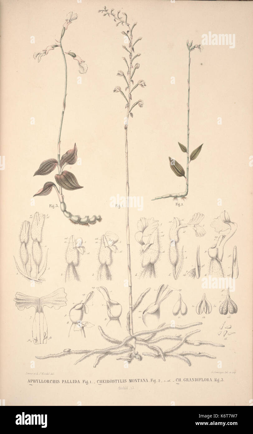 Southeast asian plant taxonomy history hi-res stock photography and ...