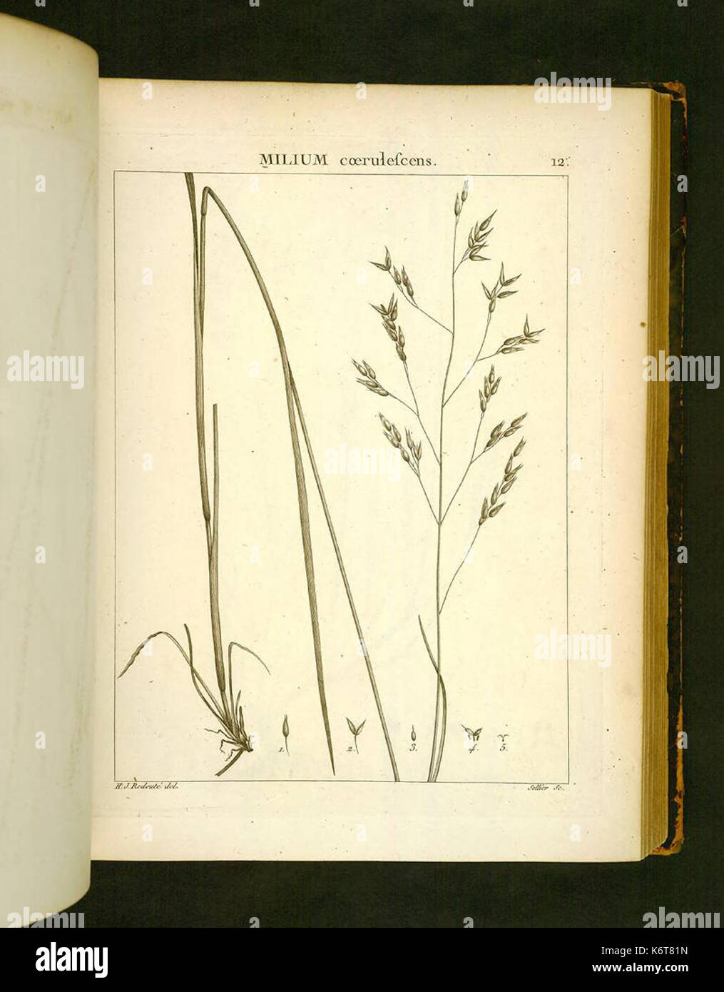 Flora atlantica (plate 12) hi-res stock photography and images - Alamy