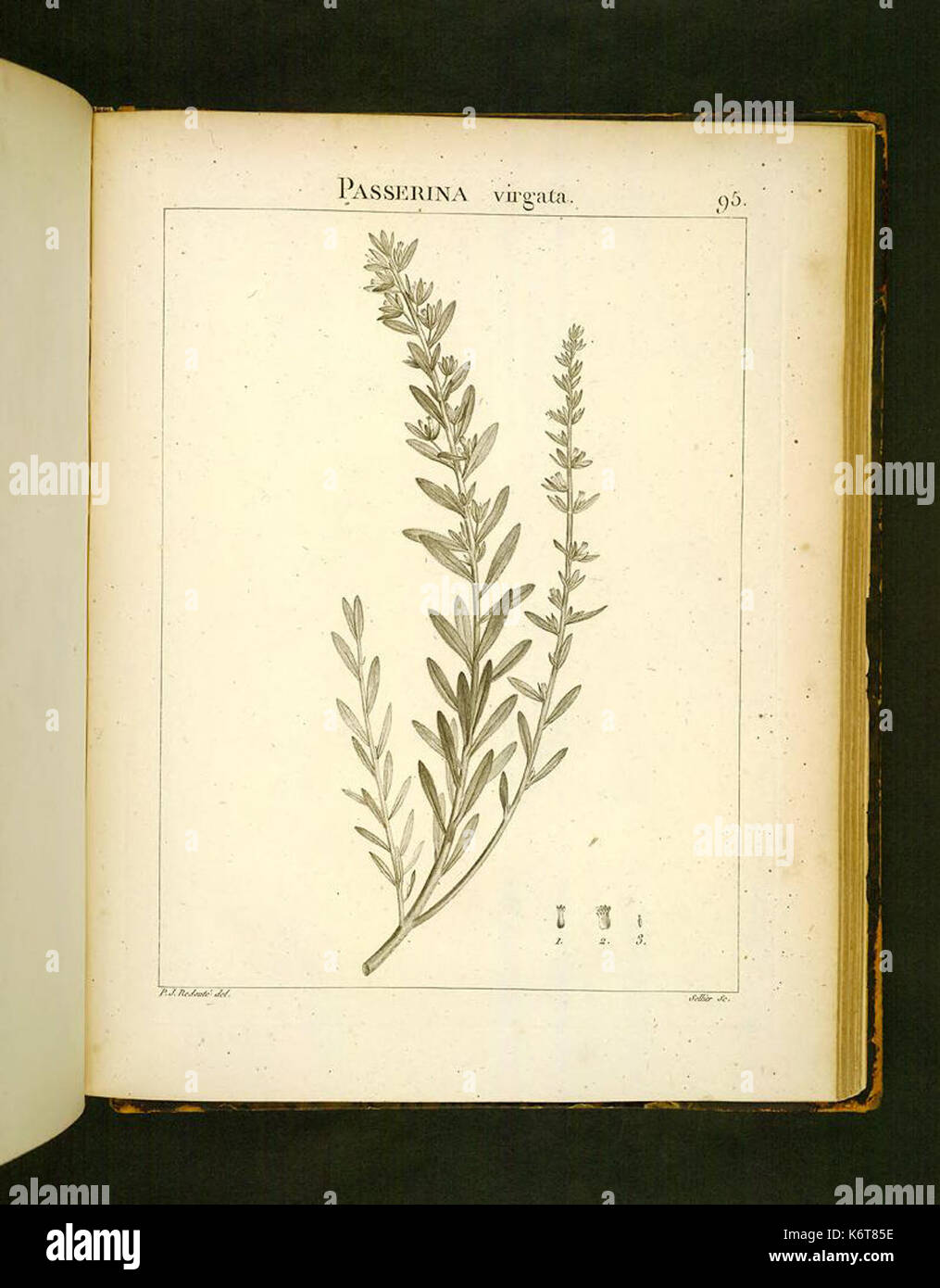 Flora description hi-res stock photography and images - Alamy