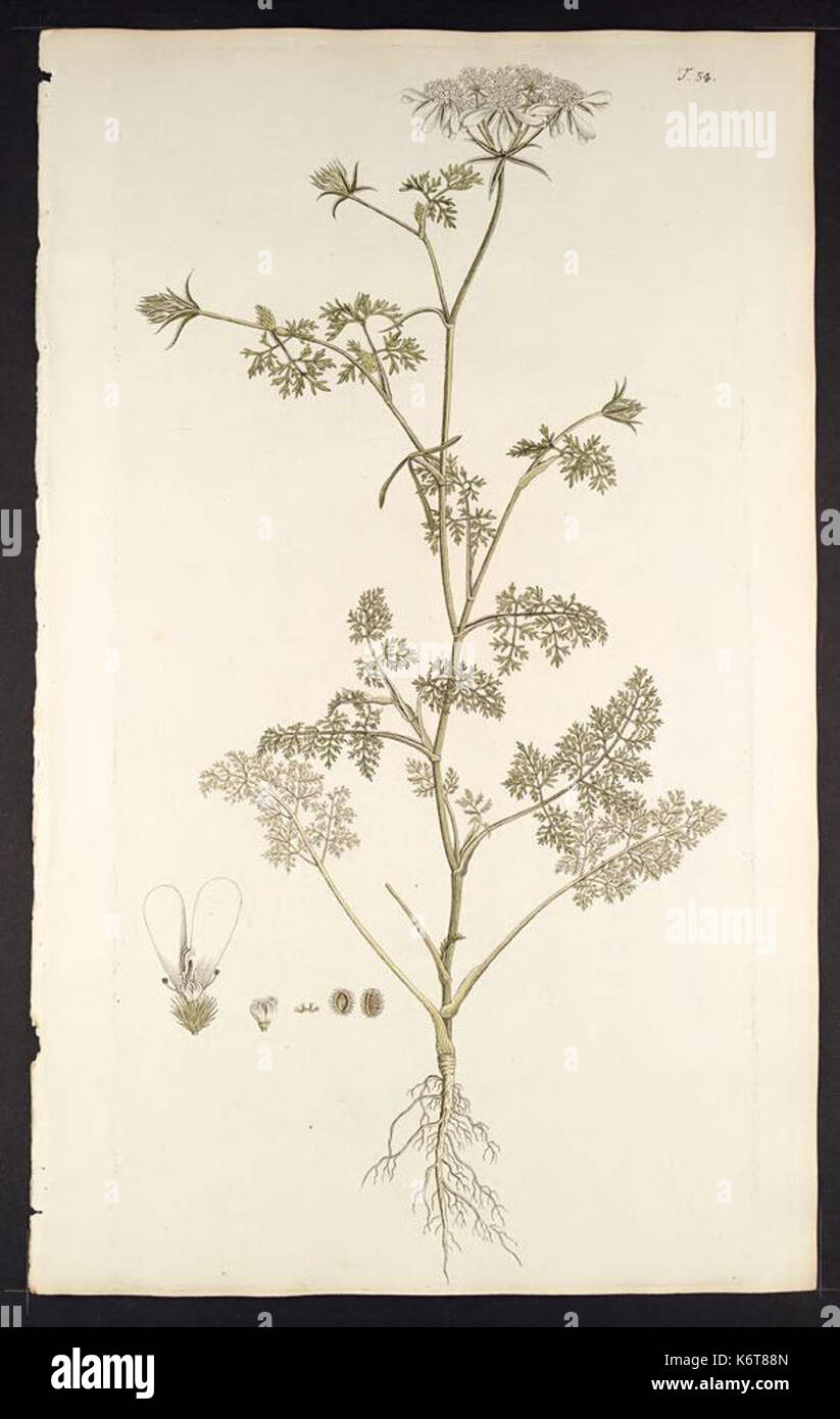 Florae Austriacae, sive, Plantarum selectarum in Austriae archiducatu (Tab 54) BHL277016 Stock Photo