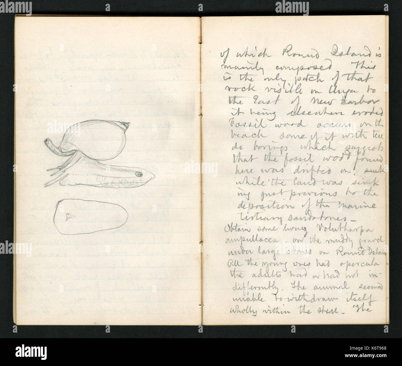 Field notes, 1871 (Pages 65 and 66) BHL45850489 Stock Photo Alamy