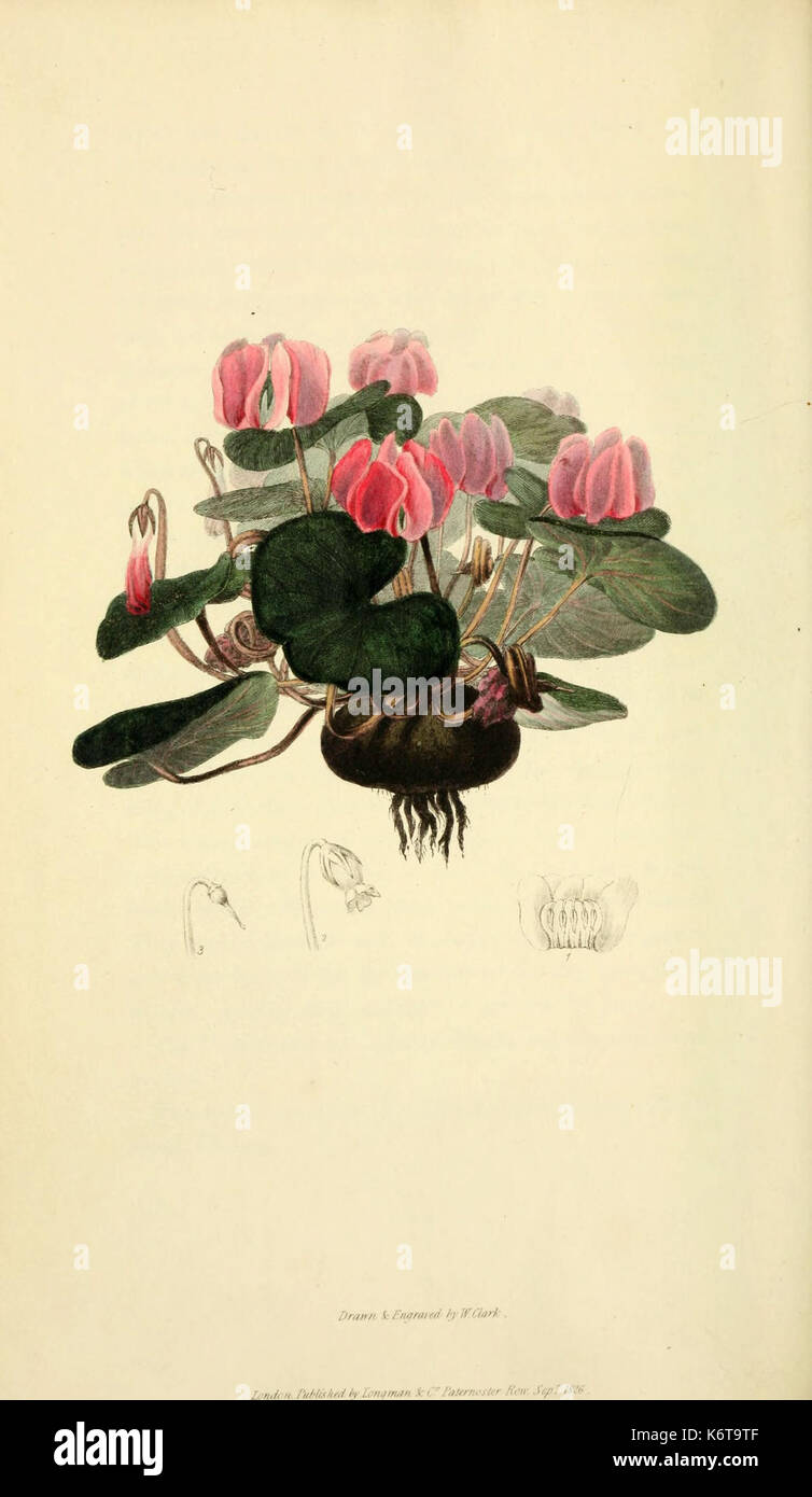 Flora depiction hi-res stock photography and images - Alamy