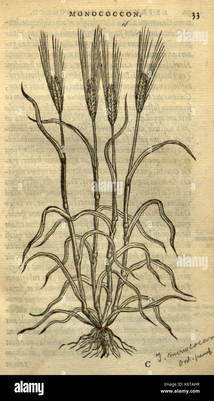 Frumentorum, Leguminum, palustrium et aquatilium herbarum (Page 33) BHL7333139 Stock Photo