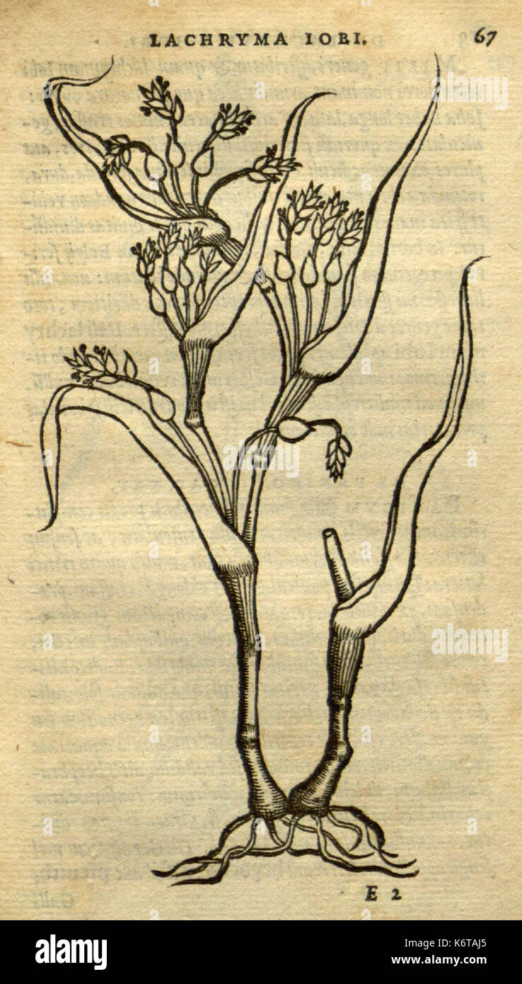 Frumentorum, Leguminum, palustrium et aquatilium herbarum (Page 67) BHL7333173 Stock Photo
