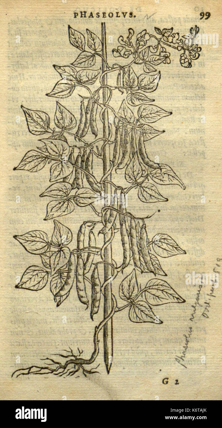 Frumentorum, Leguminum, palustrium et aquatilium herbarum (Page 99) BHL7333205 Stock Photo
