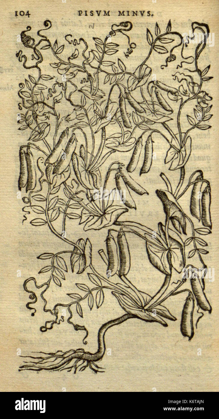 Frumentorum, Leguminum, palustrium et aquatilium herbarum (Page 104) BHL7333210 Stock Photo