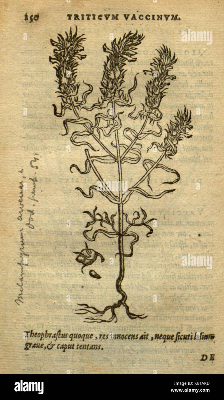 Frumentorum, Leguminum, palustrium et aquatilium herbarum (Page 150) BHL7333256 Stock Photo