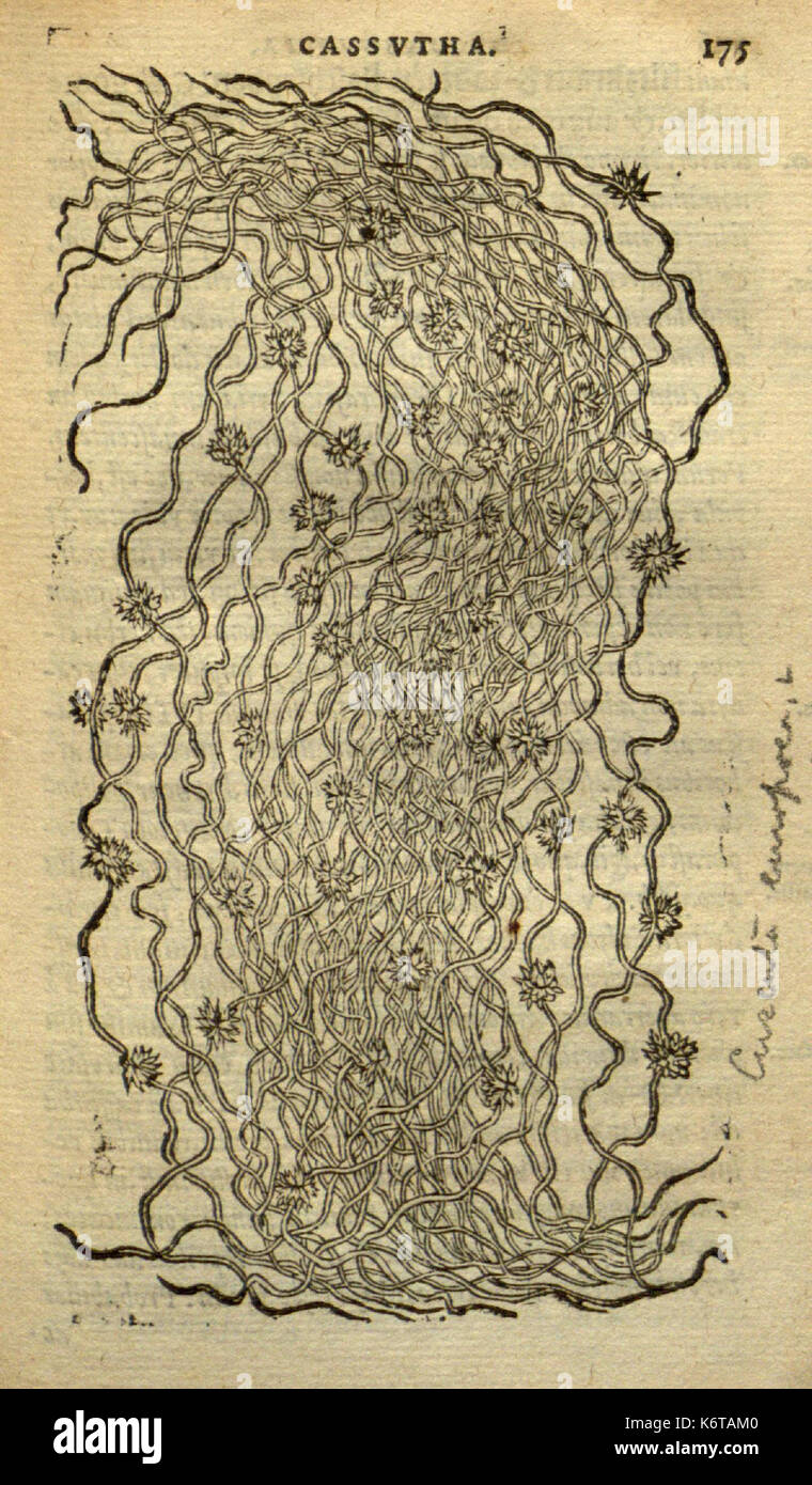 Frumentorum, Leguminum, palustrium et aquatilium herbarum (Page 175) BHL7333281 Stock Photo