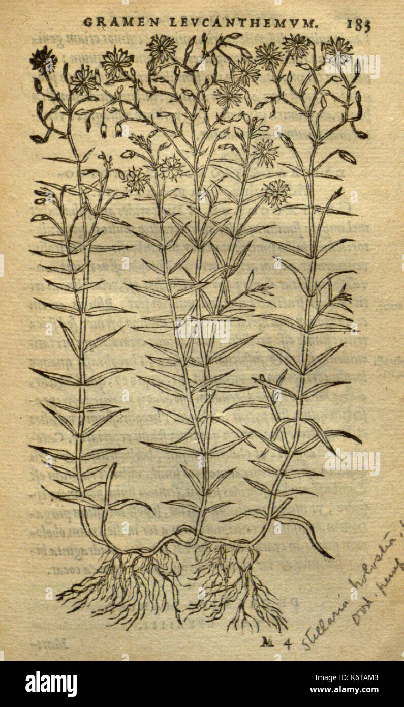 Frumentorum, Leguminum, palustrium et aquatilium herbarum (Page 183) BHL7333289 Stock Photo