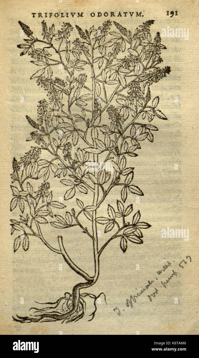 Frumentorum, Leguminum, palustrium et aquatilium herbarum (Page 191) BHL7333297 Stock Photo