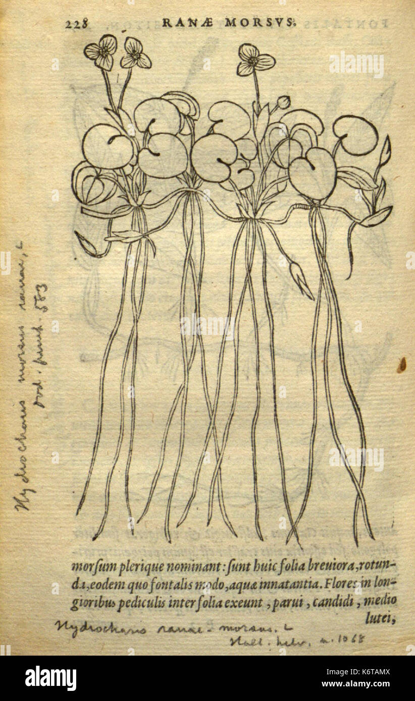 Frumentorum, Leguminum, palustrium et aquatilium herbarum (Page 228) BHL7333334 Stock Photo