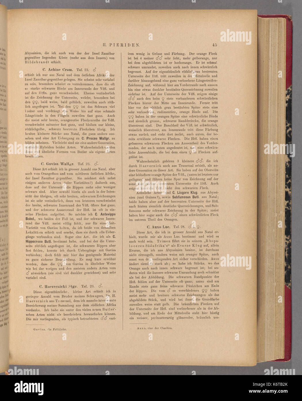 Exotische schmetterlinge (Page 45) BHL40070400 Stock Photo