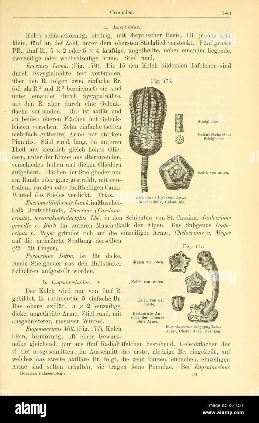 Elemente der palaeontologie (Page 145, Figs. 176 177) BHL14893872 Stock Photo