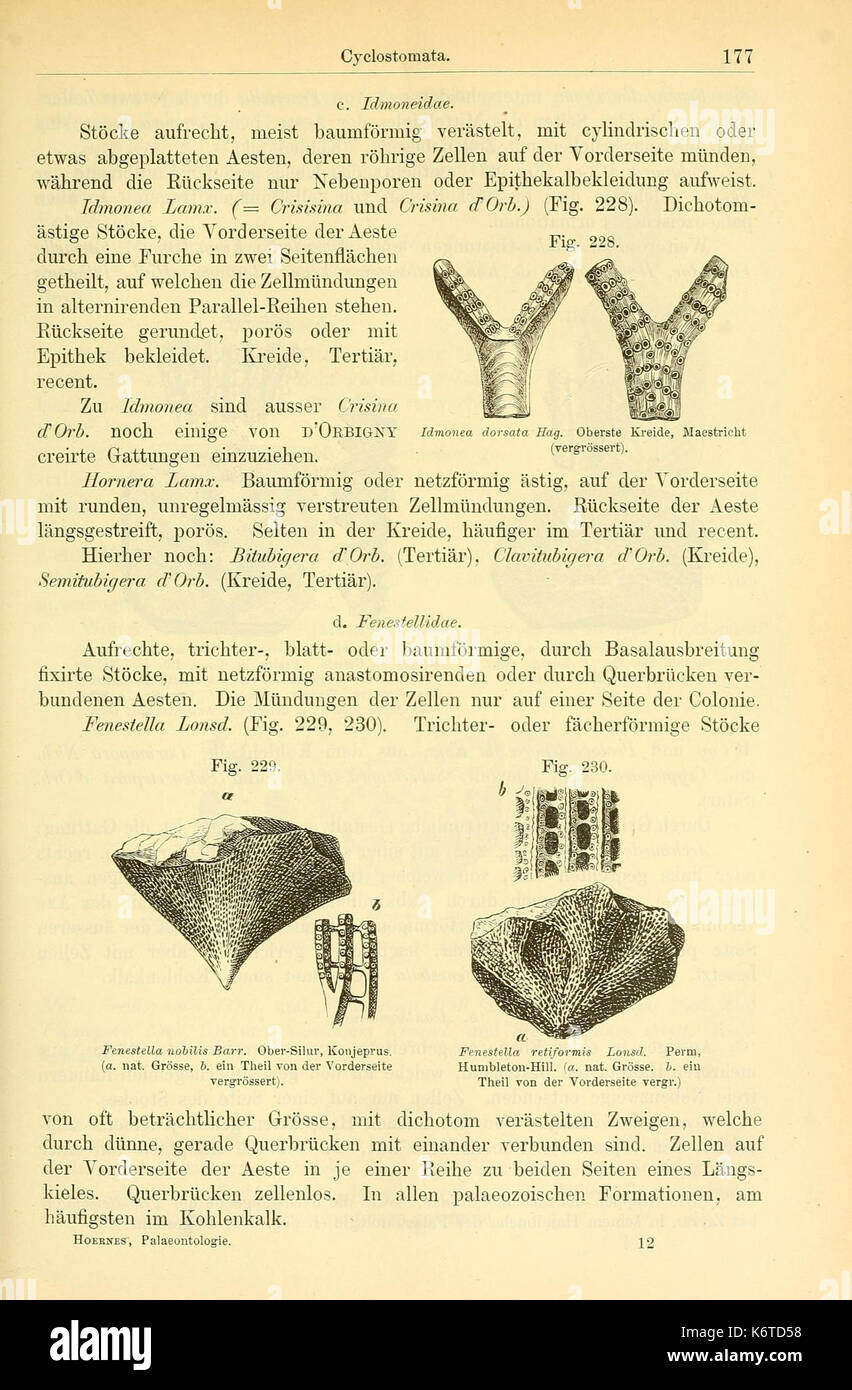 Elemente der palaeontologie (Page 177, Figs. 228 230) BHL14893904 Stock Photo
