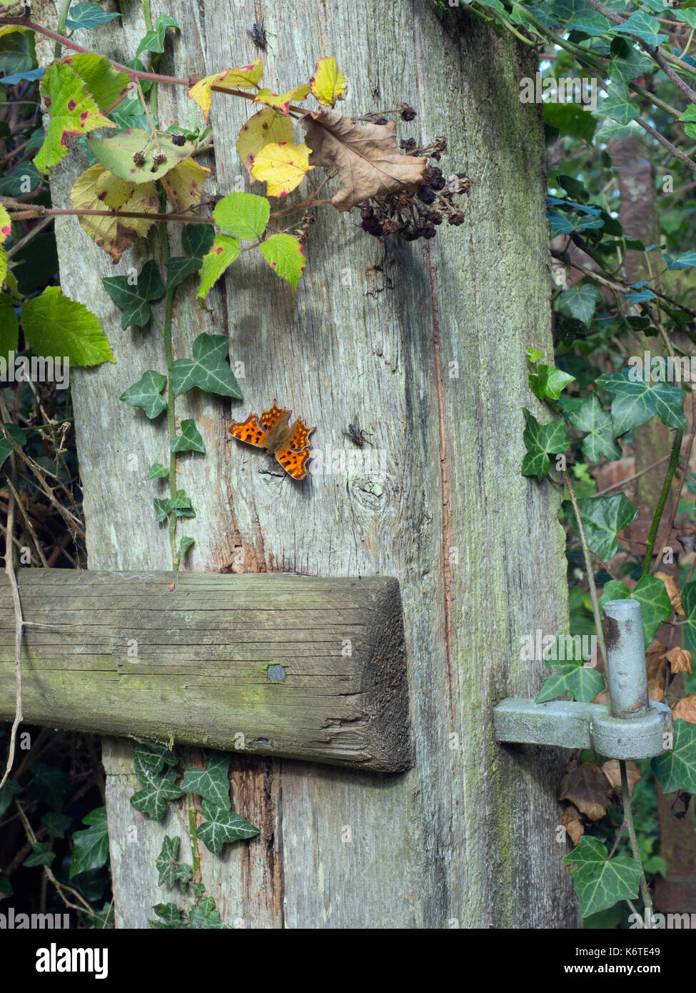 Comma Butterfly Polygonia c-album settled on gate post Norfolk Stock ...