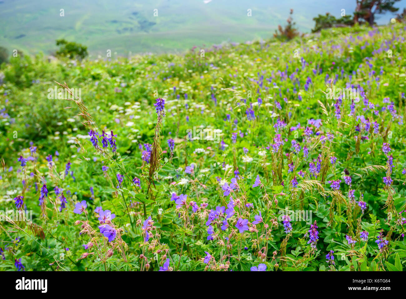 Scenic view of mountain meadow Stock Photo - Alamy