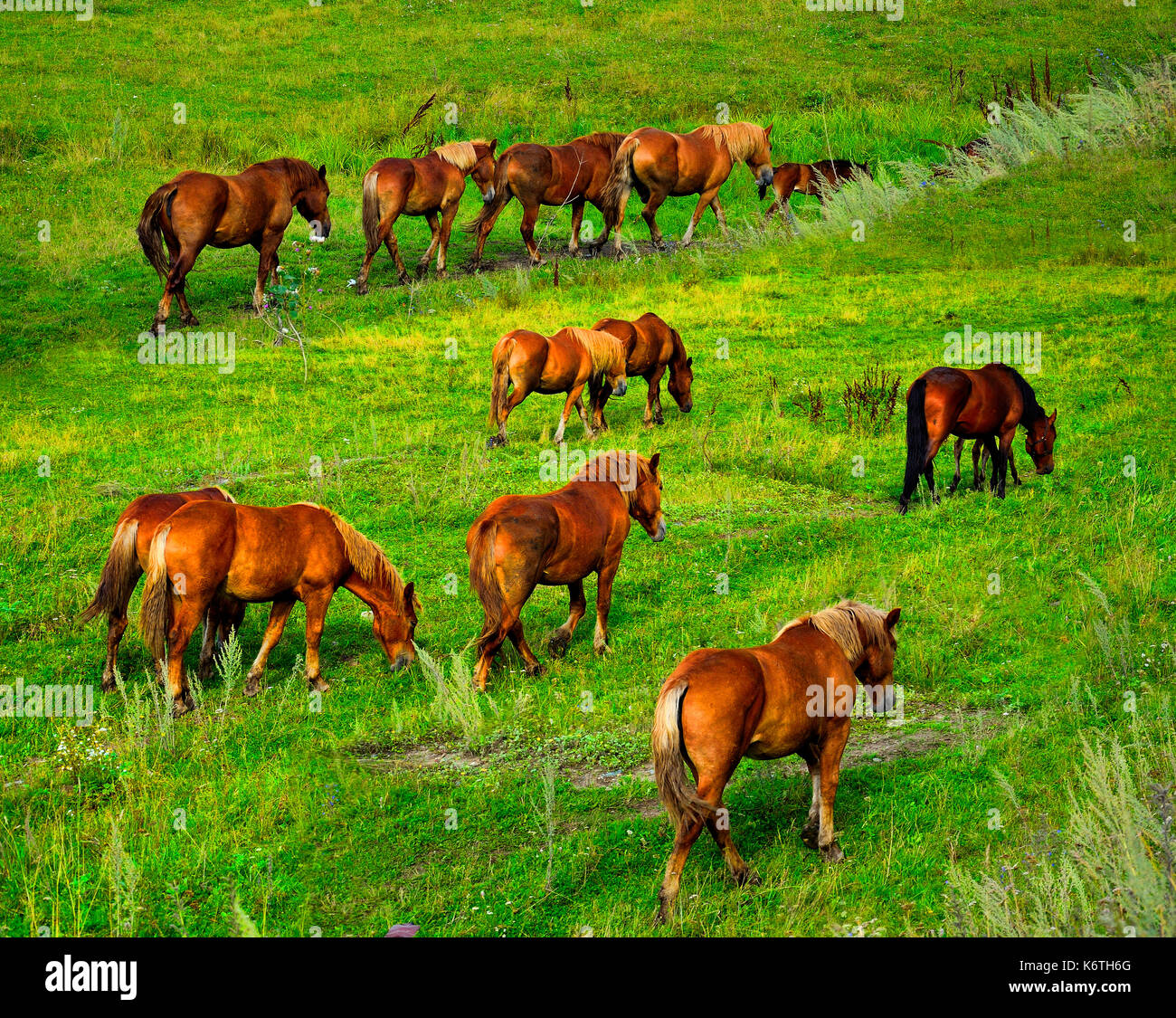 A Herd of brown horses grazing in the meadow. Stock Photo