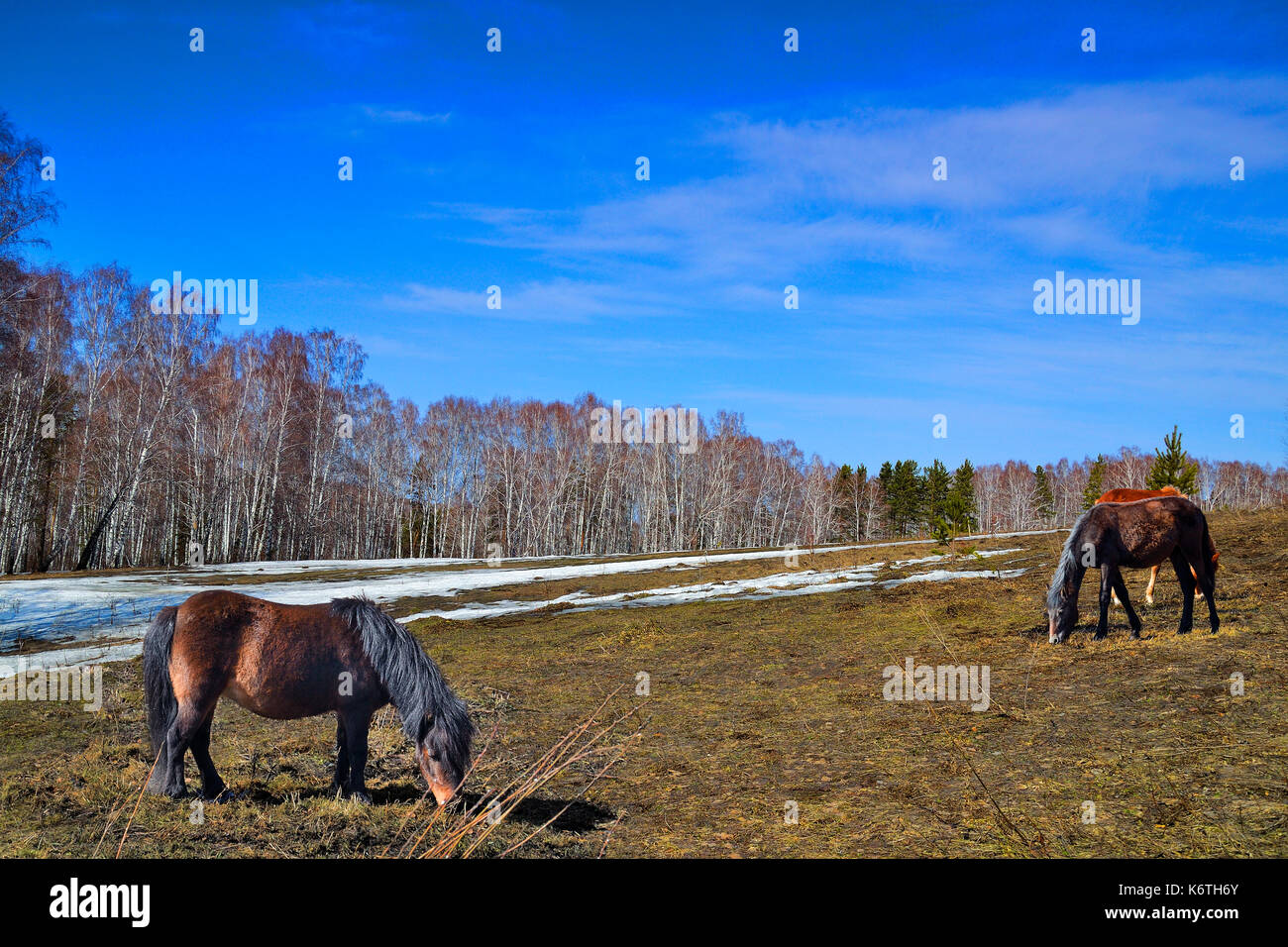 Two horses and pony grazing on the spring meadow with melting snow Stock Photo