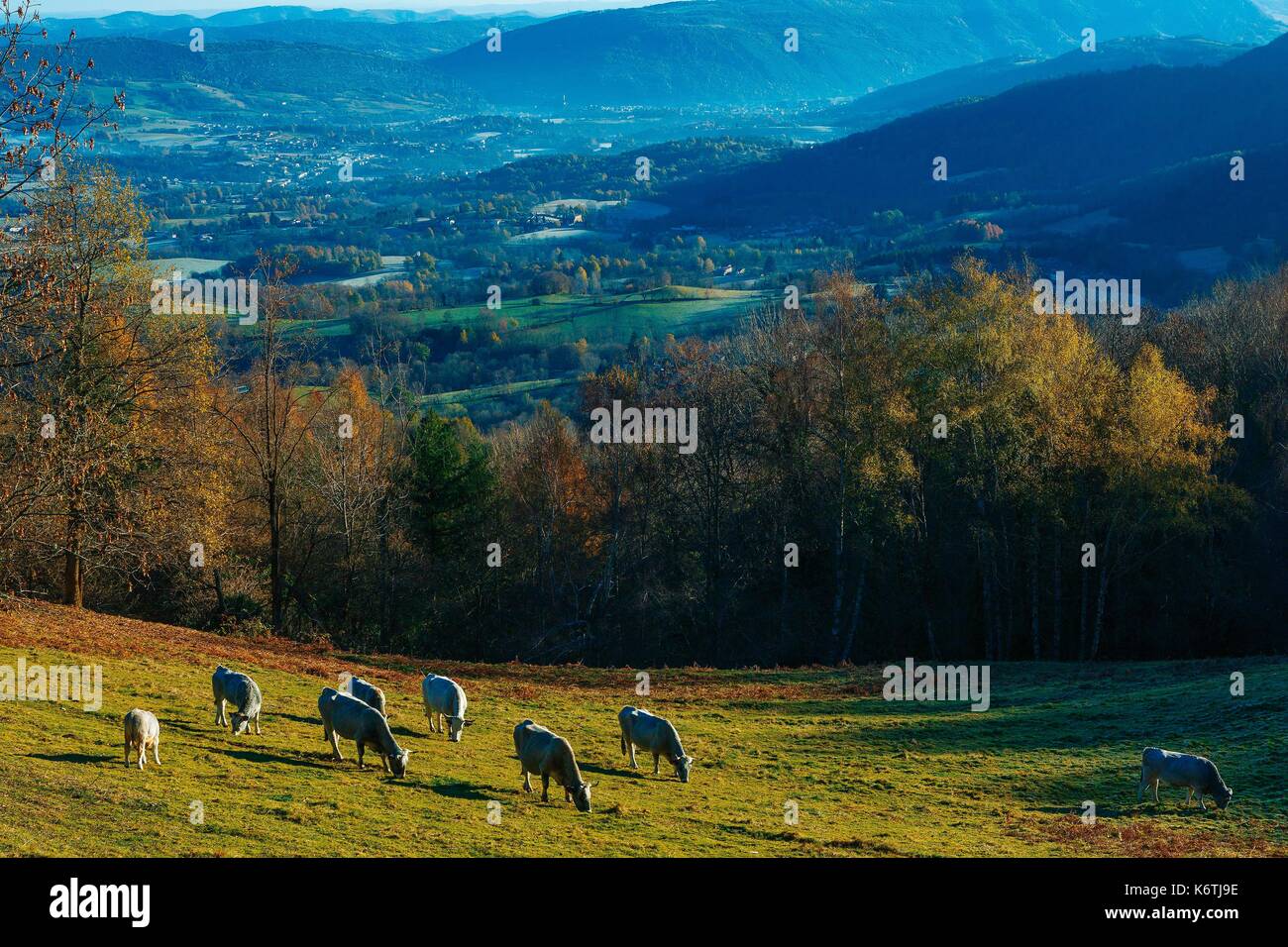 France, Ariege, Regional Park Ariege Pyrenees, La Barguillere, Flock of ...