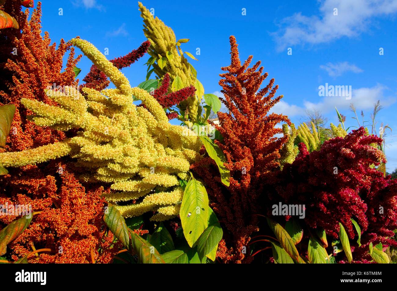 France, Gironde, Entre deux Mers, Sadirac, Oh Legumes Oublies estate (consevatory for ancient vegetables), golden green Allegria and intense purple amaranth (chenopodiaceae) Stock Photo