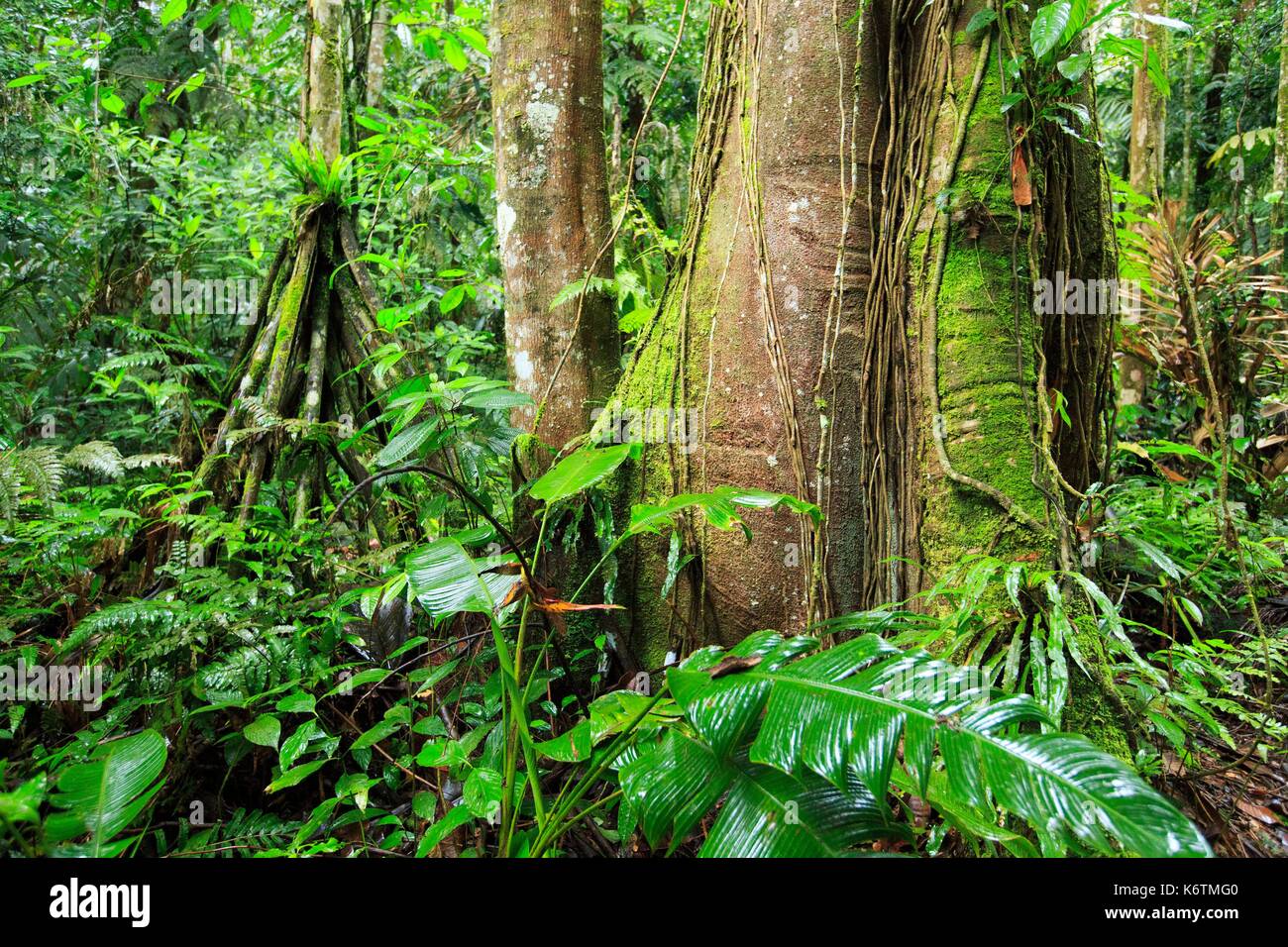 Costa Rica, San Jose Province, Quizarra, Los Cusingos, Refuge Alexander 