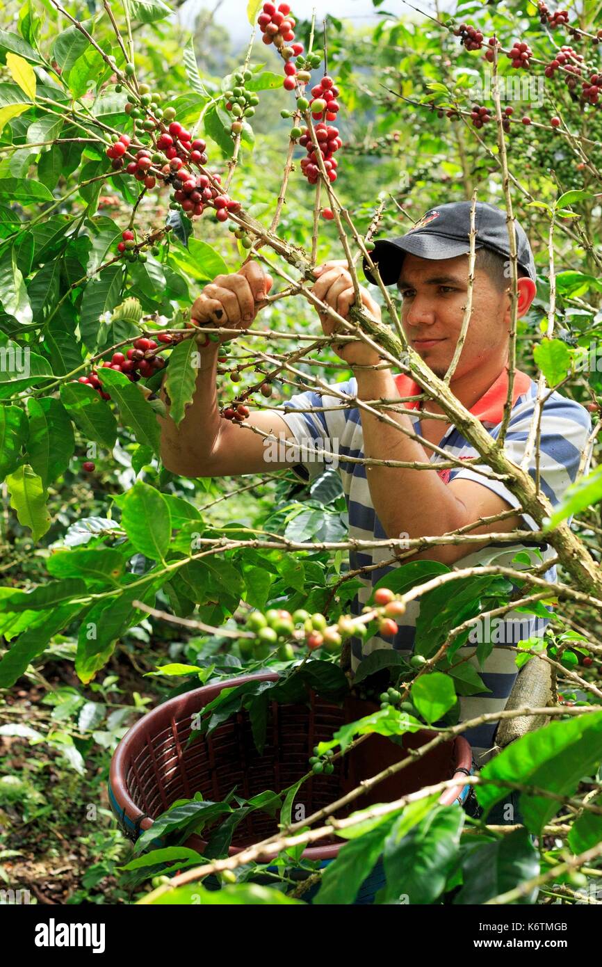 Costa Rica, San Jose province, Cedral, Coopecedral, coffee coopŽrative