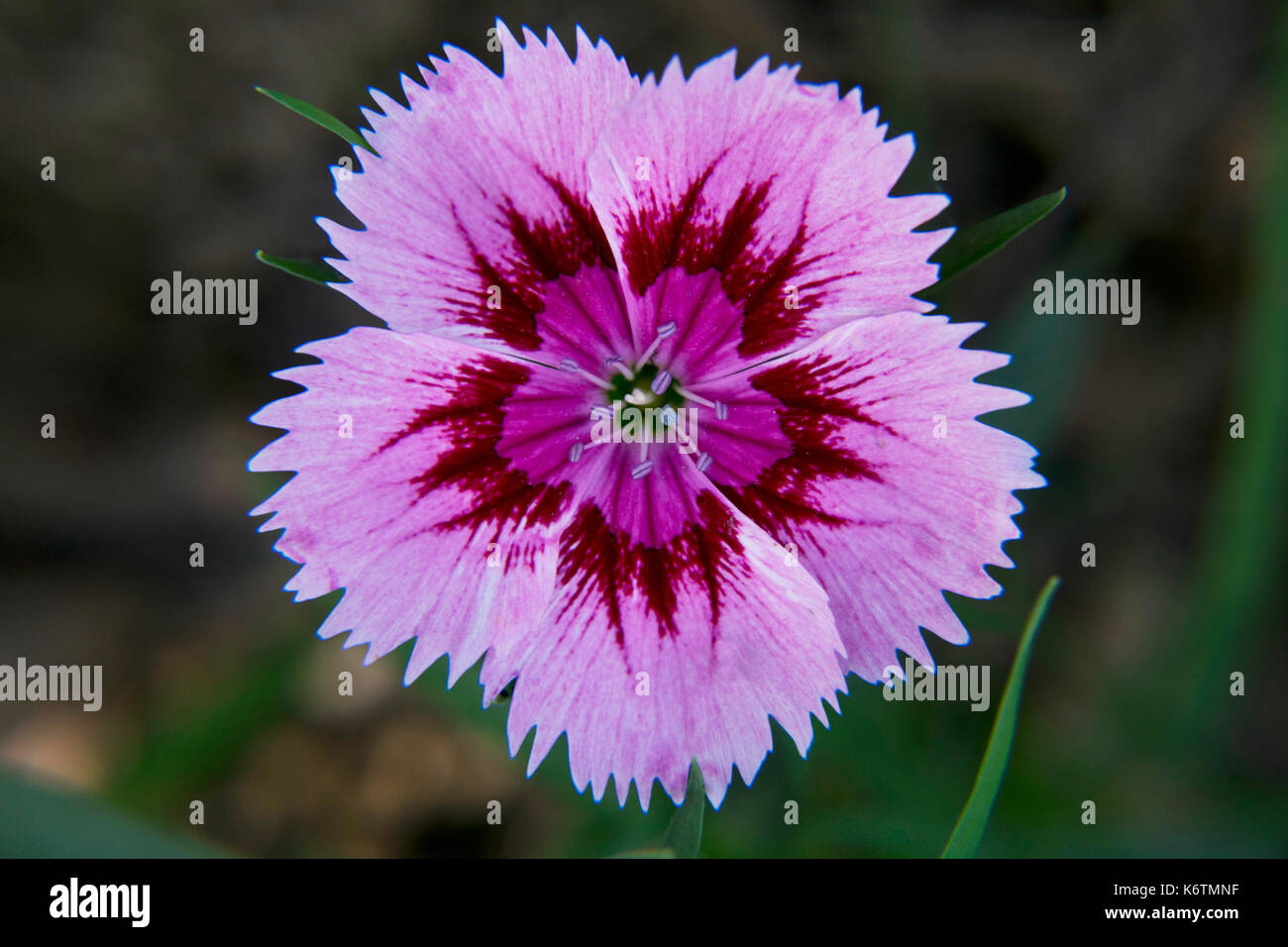 Sweet william flower hires stock photography and images Alamy
