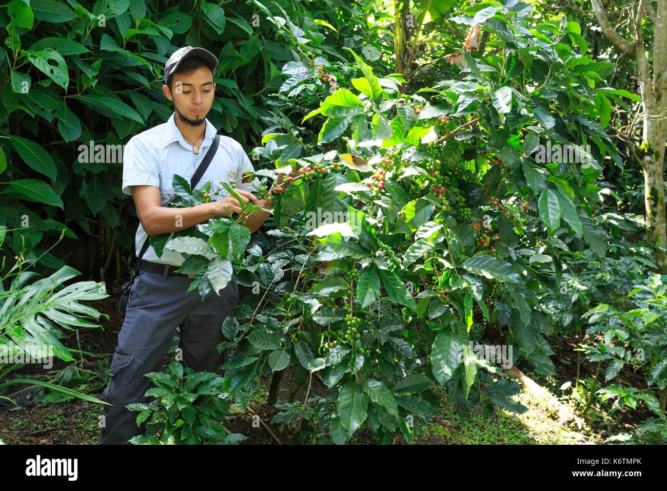 Costa Rica, Heredia province, Heredia, Finca Rosa Blanca coffee plantation resort, visit of