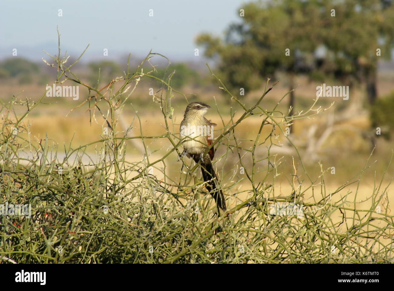 African Birds Tanzanier Africa Stock Photo