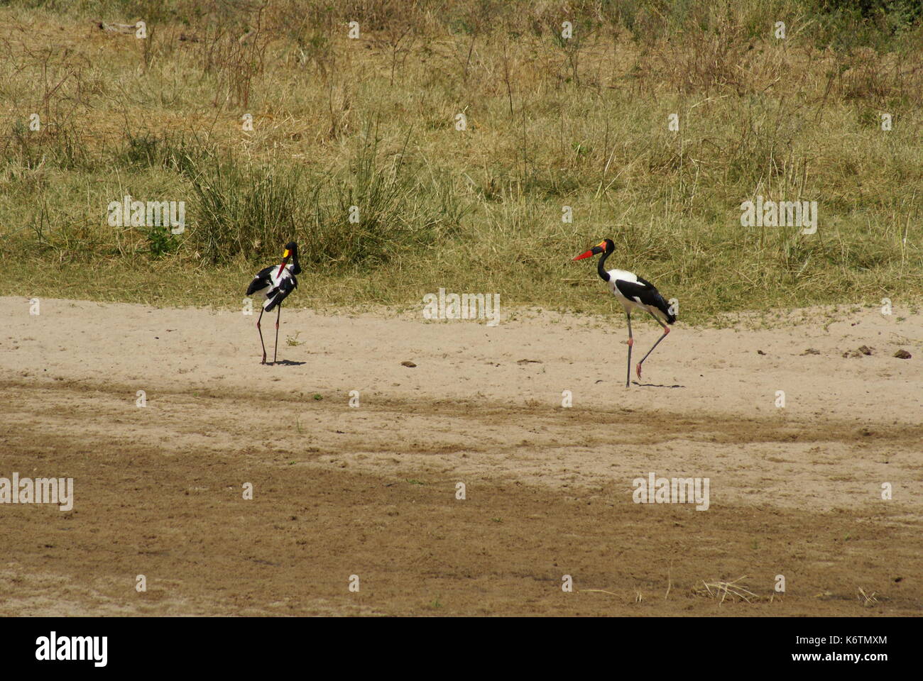 Birds in Tanzania Africa Stock Photo