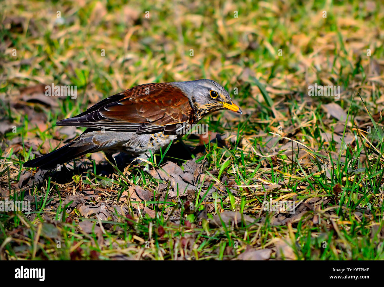 Bird thrush Fieldfare (Turdus pilaris) is looking for feed in the spring grass. Fieldfare is most communicative bird from all the thrushes. Stock Photo