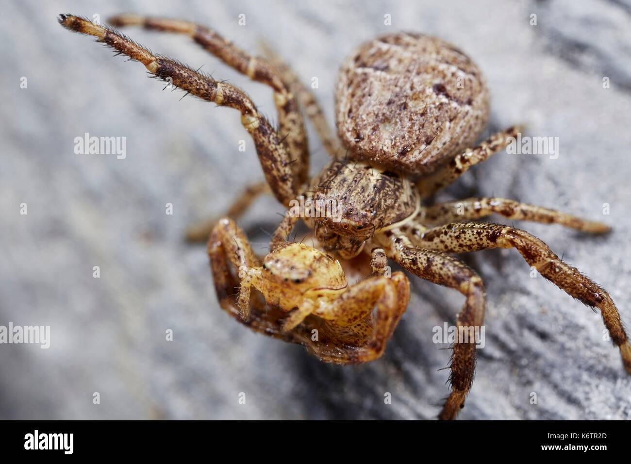 France, Morbihan, Araneae, Thomisidae, Crab spider (Xysticus sp