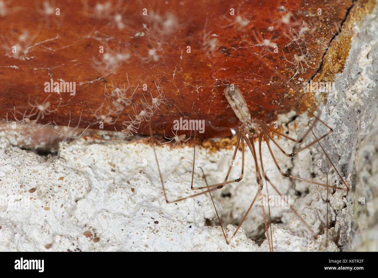 France, Morbihan, Araneae, Pholcidae, SpiderDaddy longlegs (Pholcus phalangioides), Female and its cubs Stock Photo