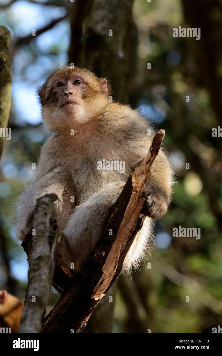 La montagne des singes hi-res stock photography and images - Alamy