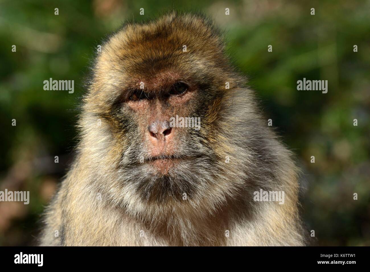 France Bas Rhin Kintzheim Animal Park La Montagne Des