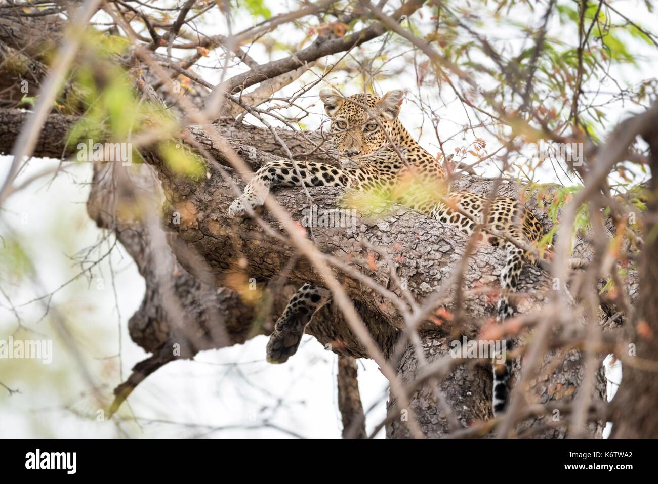 Tanzania, Iringa region, Ruaha National Park, leopard (Panthera pardus) Stock Photo