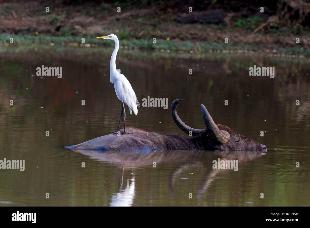 Sri Lanka, Yala national patk, Wild water buffalo or Asian buffalo (Bubalus arnee), resting in the water, with a great egret (Ardea alba) on the back Stock Photo