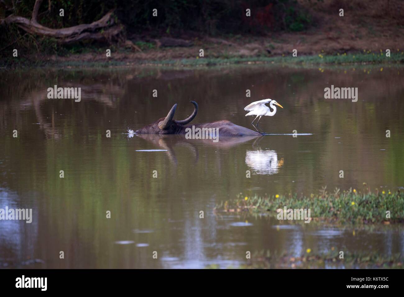 Sri Lanka, Yala national patk, Wild water buffalo or Asian buffalo (Bubalus arnee), resting in the water, with a great egret (Ardea alba) on the back Stock Photo