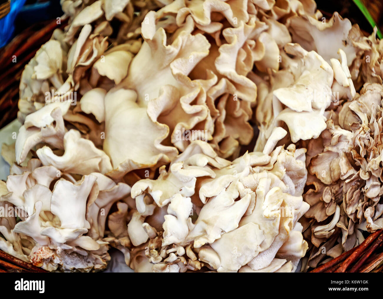 The Grifola frondosa, or Maitake mushroom is commonly known as hen of the woods, ram's head or sheep's head. Stock Photo