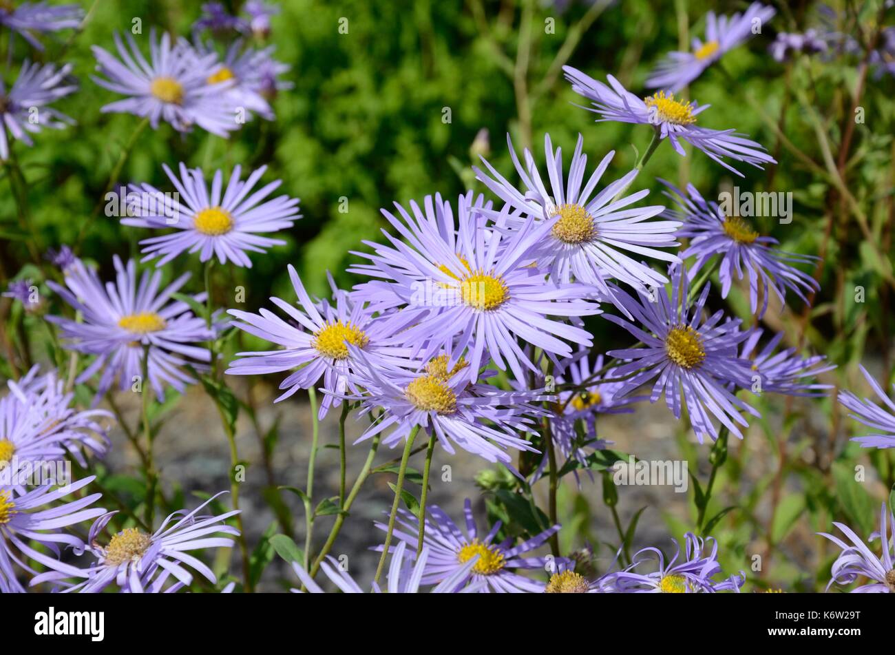 Aster frikarti Monch Michaelmas Daisy flowers Stock Photo