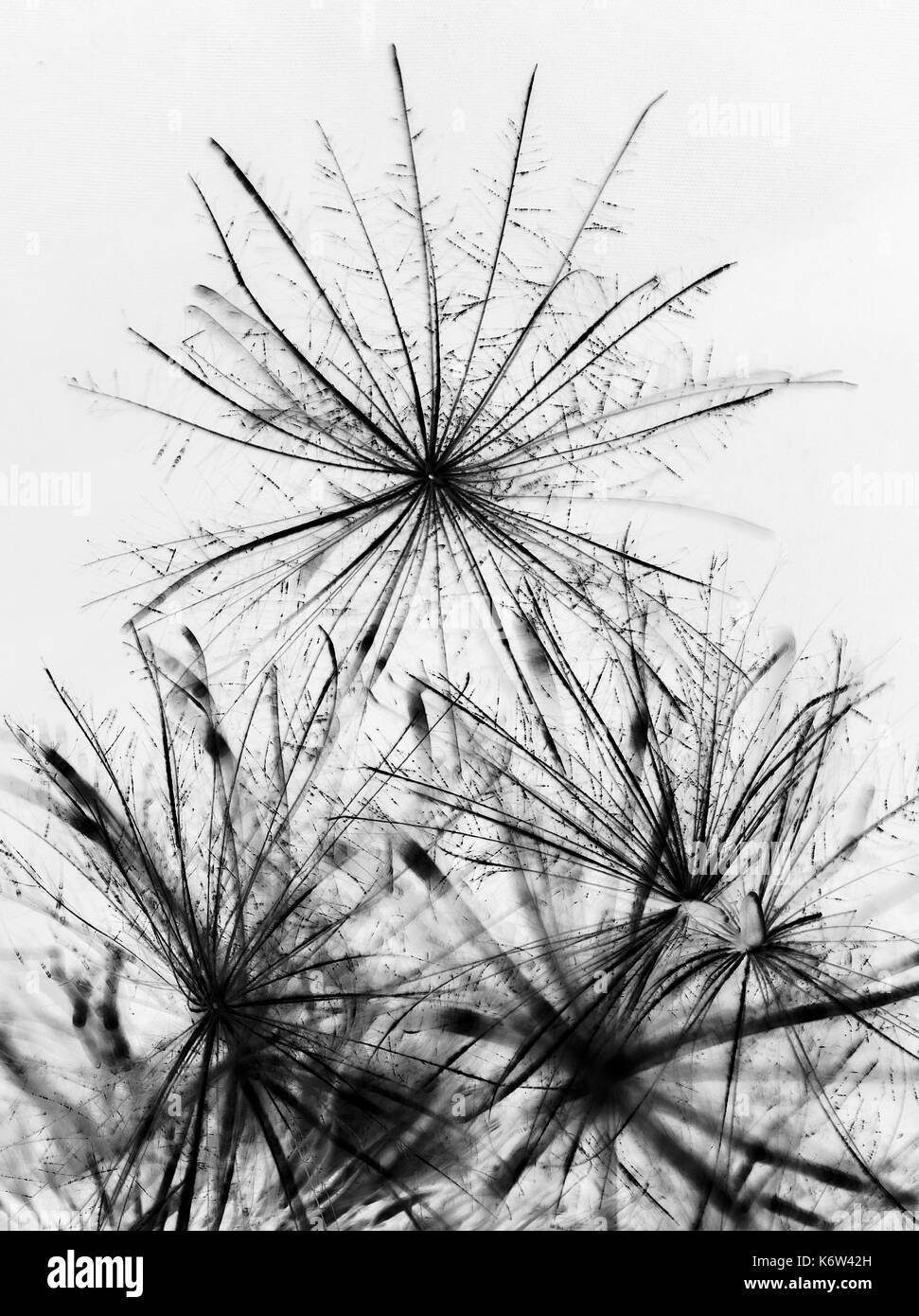 Seeds Black and White Stock Photos & Images - Alamy