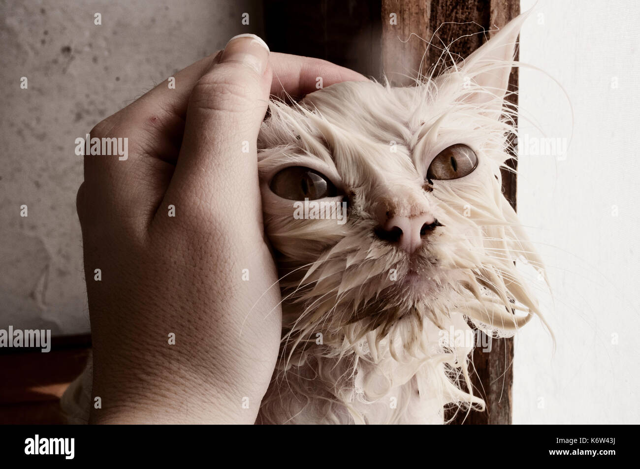 Cat after bath Stock Photo Alamy
