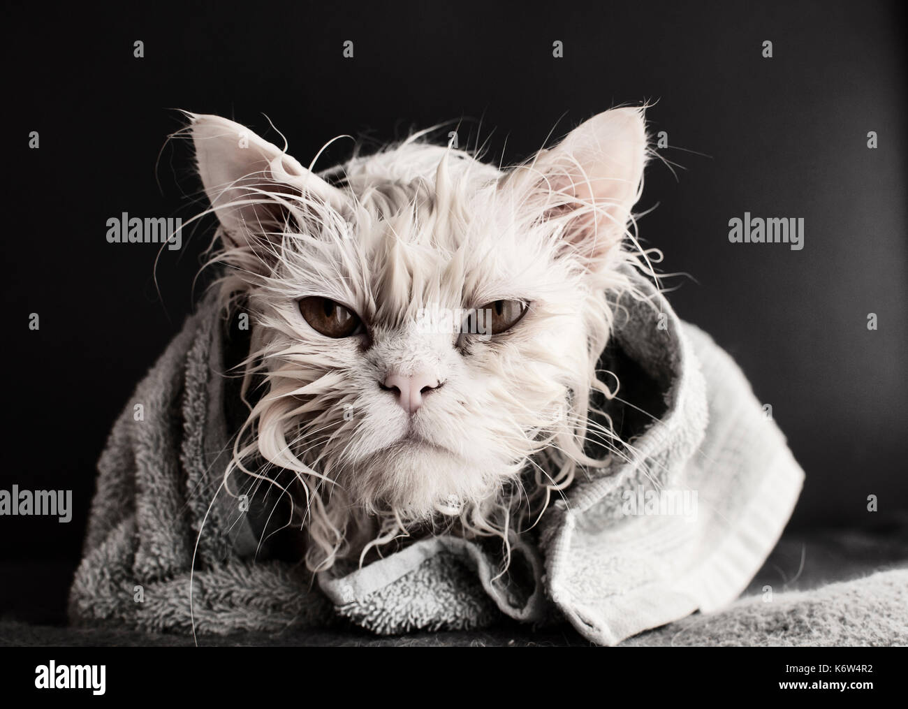 1,170 Angry Cat Bath Images, Stock Photos, 3D objects, & Vectors