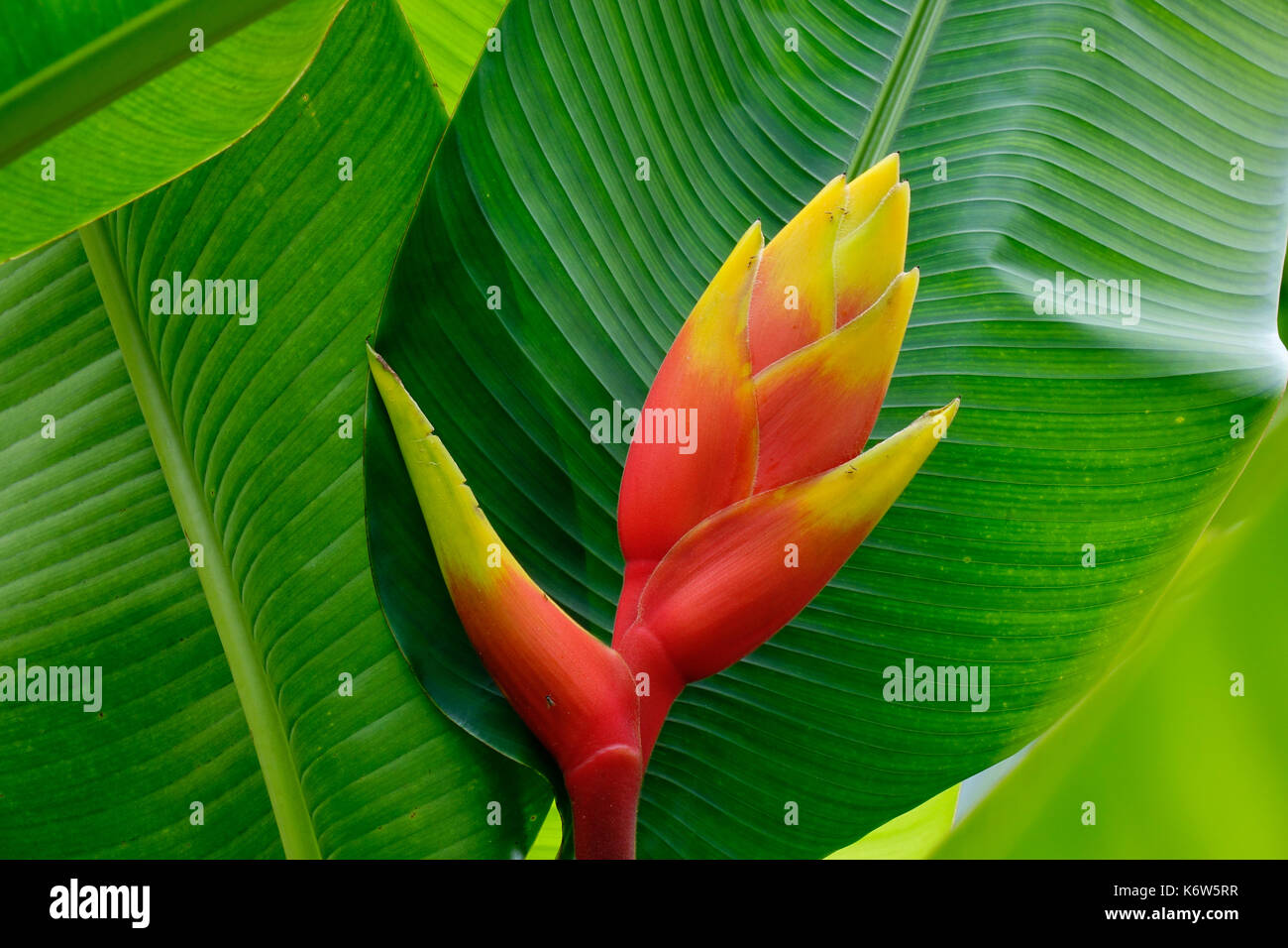Musaceae flower at sunny day in the Singapore Botanic Gardens. Close up. Stock Photo